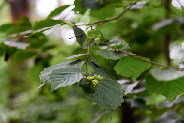 istock Young hazelnut, green hazelnuts, grow on a tree Young hazelnuts, hazelnuts, kobnat. Hazelnut with leaves on the tree. The concept of growing and collecting hazelnuts. Corylus avellana 1308234953