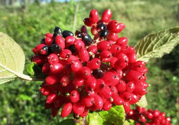 Horizontal plane very close to a cluster of red berries of lantane or mancian viburnum (Viburnum lantana). Sunny vegetal soil blurred in the background. Mercurey, Bourgogne-Franche-Comté, France. June 2020