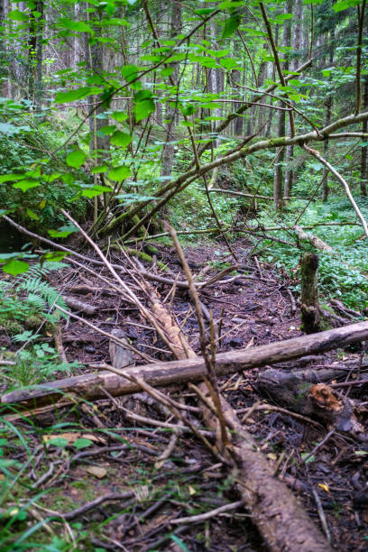 istock old dry tree trunk stomp in forest for wood logs 1308235963