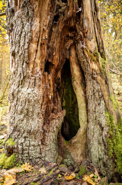 istock old dry tree trunk stomp in forest for wood logs 1308235991