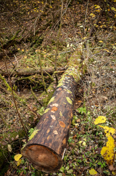 istock old dry tree trunk stomp in forest for wood logs 1308236011