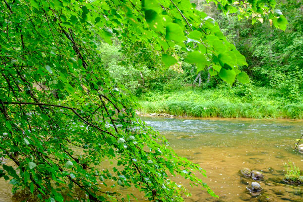 istock green forest lush with leaves, foliage and bush texture in summer 1308236037