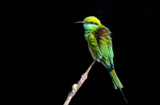 istock little green bee eaters in wildlife 1308236203