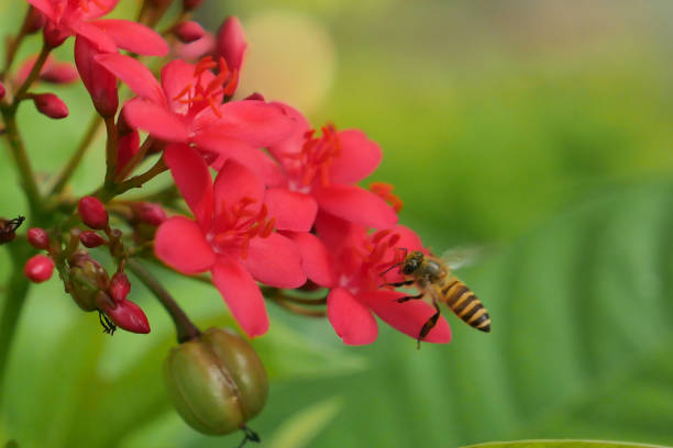 istock red flower Peregrina 1308238635