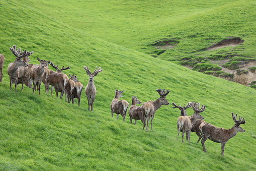 Deers, New Zealand