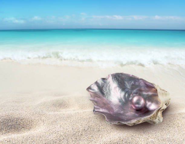 glänzende perle in der lila schillernden austernschale am strand - pearl oyster shell white stock-fotos und bilder