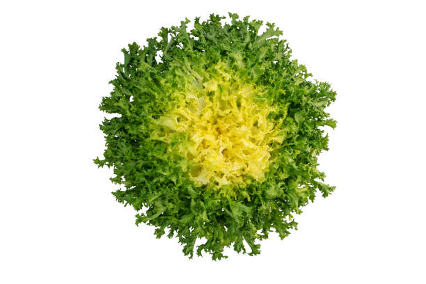 istock Endyve or frisee or cichorium endivia salad head top view 1308239547
