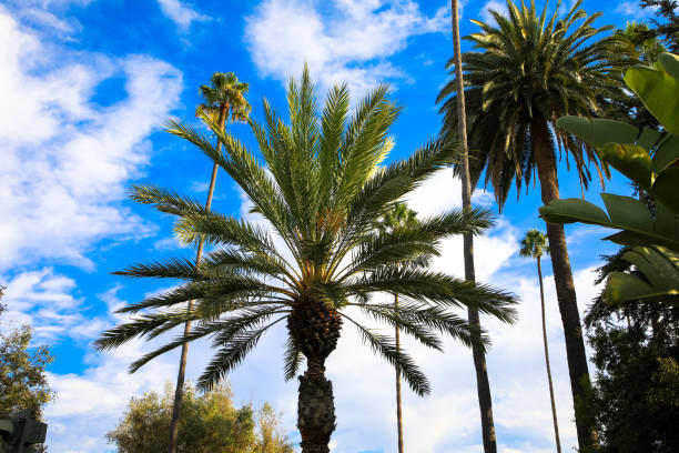 istock Green palm tree against blue sky and white clouds 1308240428