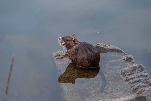 istock Nutria, swamp beaver - Myocastor coypus 1308240546