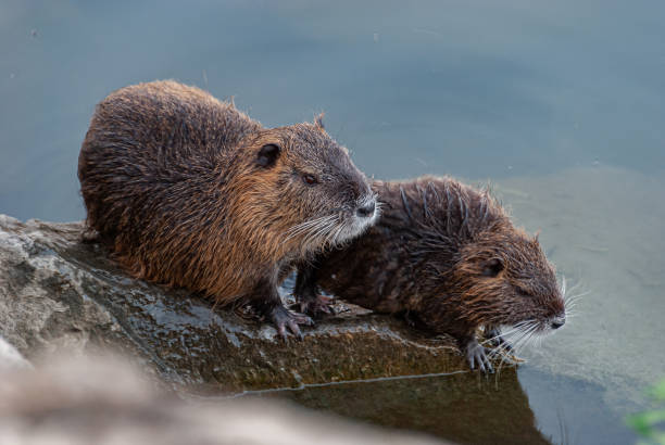istock Nutria, swamp beaver - Myocastor coypus 1308240547