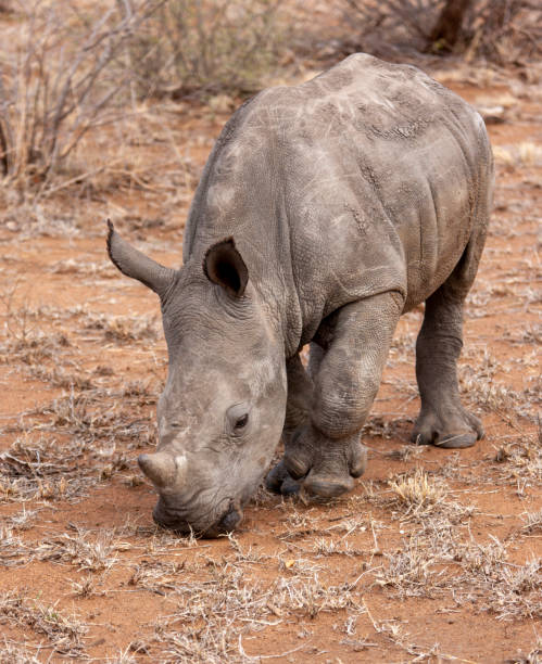istock Baby Rhino 1308240611