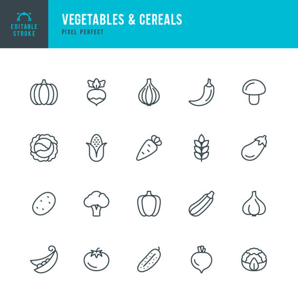 vegetables & cereals - zestaw ikon wektorowych cienkich linii. edytowalne obrys. piksel idealny. zestaw zawiera ikony: brokuły, kalafior, marchew, kapusta, zielony groszek, kukurydza, pomidor, ziemniak, dyni, pieprz, cebula. - zucchini vector vegetable food stock illustrations