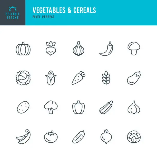 Vector illustration of VEGETABLES & CEREALS - thin line vector icon set. Editable stroke. Pixel perfect. The set contains icons: Broccoli, Cauliflower, Carrot, Cabbage, Green Pea, Corn, Tomato, Potato, Pumpkin, Pepper, Onion.