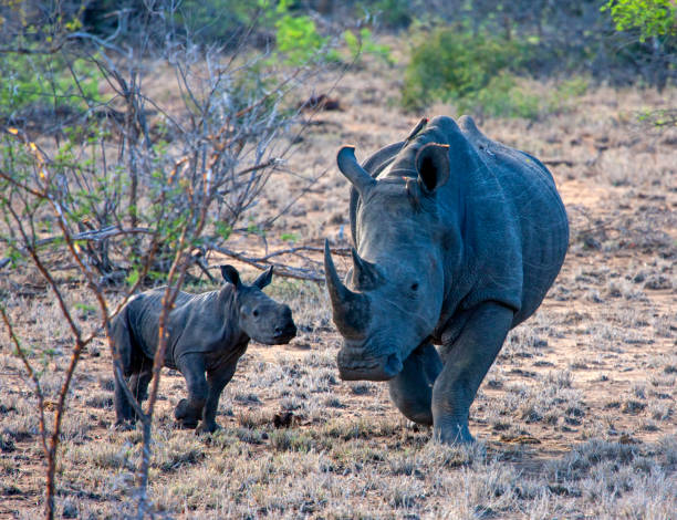 Taken at a Private Game Reserve, South Africa