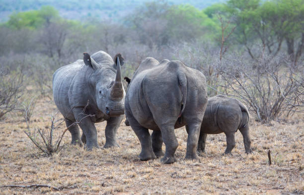 istock Mother Rhino defends her Calf 1308240790