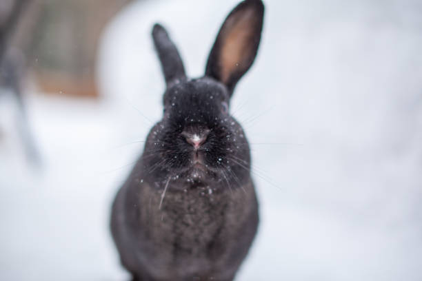 istock Beautiful, fluffy black rabbit in winter in the park 1308241725