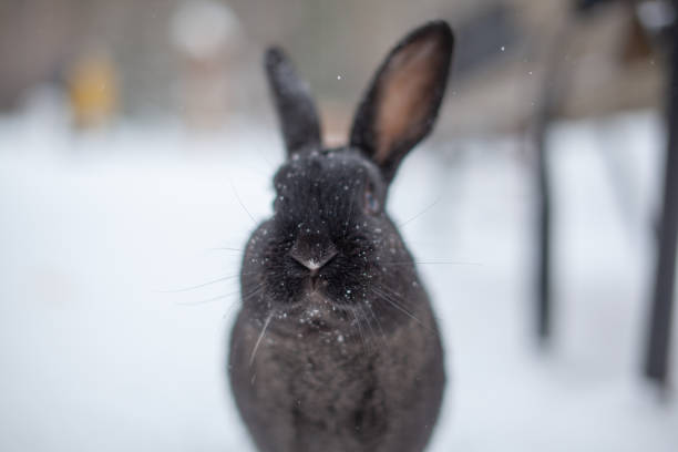 istock Beautiful, fluffy black rabbit in winter in the park 1308241827