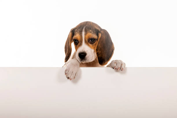 istock Portrait of a Jack Beagle with placard 1308241877