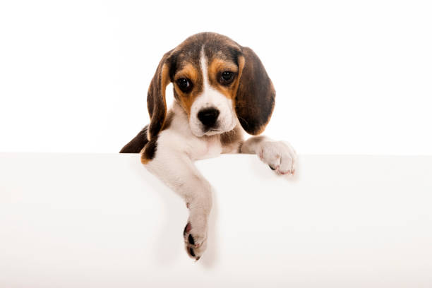istock Portrait of a Jack Beagle with placard 1308241951