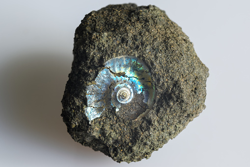 Ammonite fossil imprint on stone, macro view of petrified prehistoric extinct animal like snail. Shiny fossil in sandstone or limestone close-up. Concept of paleontology, geology, archeology and time