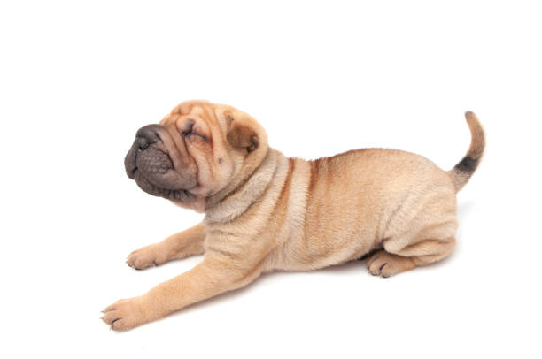 Beige Chinese Shar-Pei puppy dog Chinese Shar-Pei dog mostly enjoys life as a beloved companion mini shar pei puppies stock pictures, royalty-free photos & images