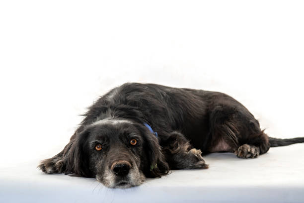 Black dog lies on the white floor