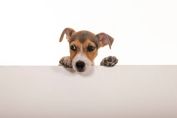 istock Portrait of a Jack Russel Terrier with placard 1308242019