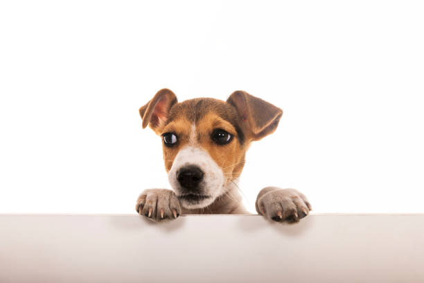 istock Portrait of a Jack Russel Terrier with placard 1308242080