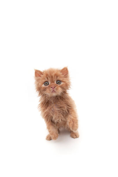 istock Wet Persian long-haired kitten 1308242114