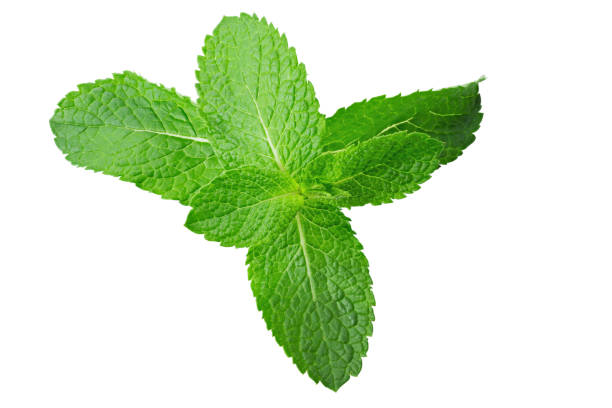 istock Fresh raw mint leaves isolated on white background. Leaf texture. 1308242123