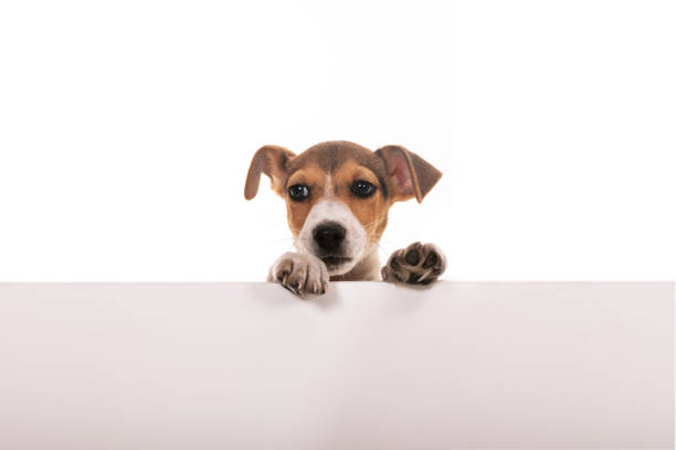 istock Portrait of a Jack Russel Terrier with placard 1308242836