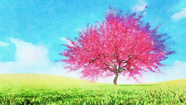 istock Pink sakura in full blossom Watercolor landscape 1308243134