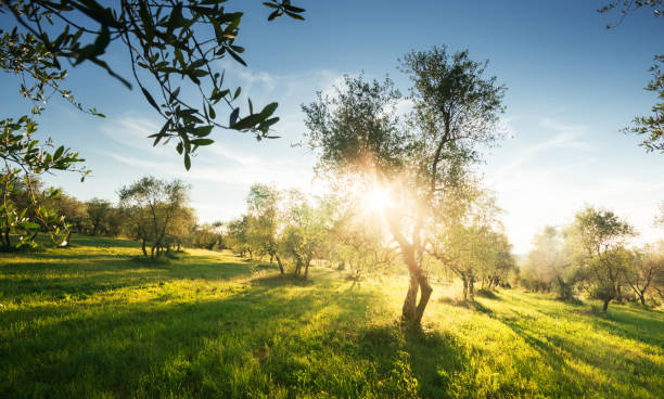 istock Olive trees garden in Tuscany, Italy 1308244051