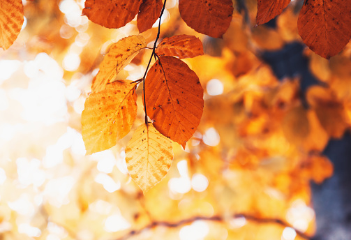 leaves in autumn forest