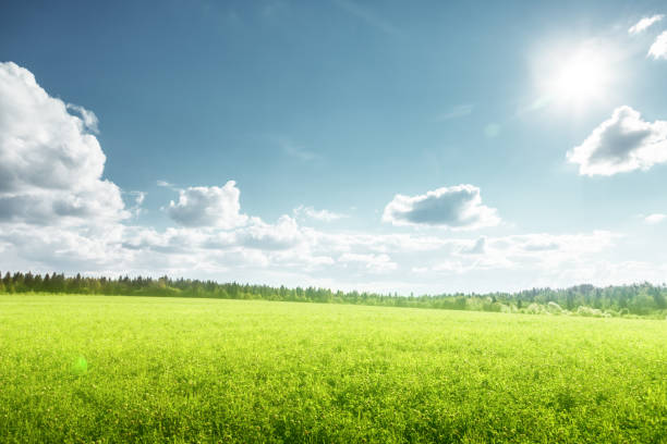 istock field of spring grass and perfect sky 1308244067