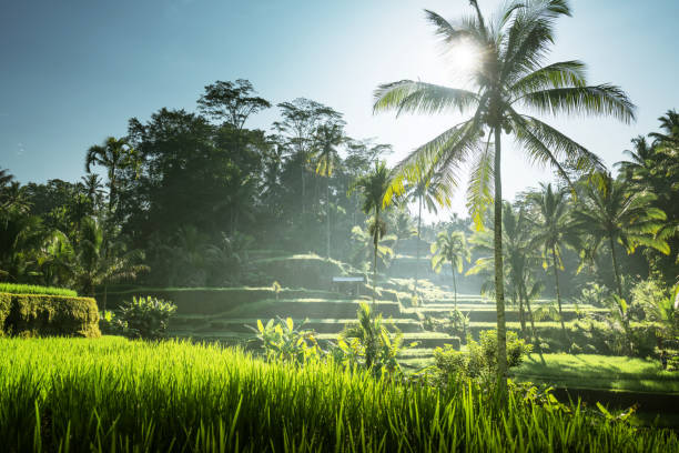 istock Tegalalang rice terrace, Bali, Indonesia 1308244077