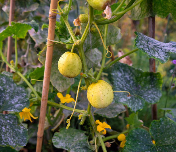 istock Cucumber crystal lemon fruit growing in summer kitchen garden 1308244130