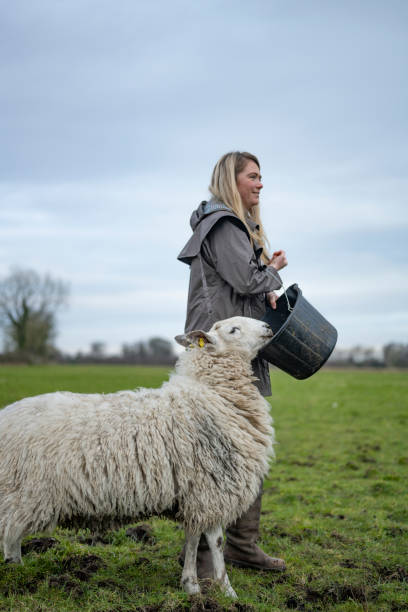 Woman hand feeding sheep in Spring Woman hand feeding sheep in Spring outdoors, Roscommon, Ireland. sheep flock stock pictures, royalty-free photos & images