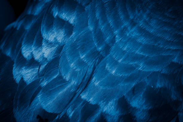 istock blue feather pigeon macro photo. texture or background 1308245101