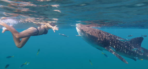 Young woman swiming with whale shark Young woman swimming with giant whale shark next to Oslob city in Philippines whale shark photos stock pictures, royalty-free photos & images