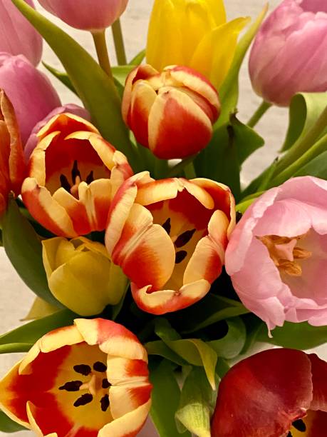 istock Detail of spring tulip bouquet 1308245201
