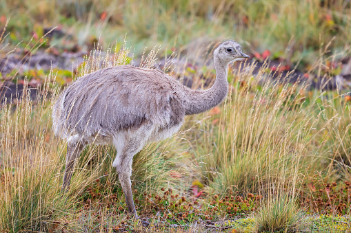 Greater rhea (Rhea americana) or nandu is a ostrich like flightless bird living in Southamerican pampas. Torres del Paine national park, Chile