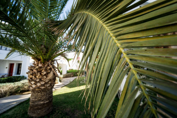 istock Beautiful big palm leaf against tropical garden. 1308245425