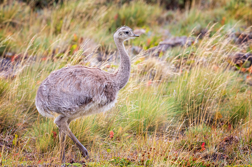 Greater rhea (Rhea americana) or nandu is a ostrich like flightless bird living in Southamerican pampas. Torres del Paine national park, Chile