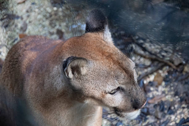 istock Close up looking down on a mountain lion's head 1308245539