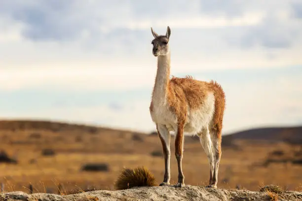 Picturesque guanaco graze on the hills. Fitz Roy - mountain peak in Patagonia. The mountain range by sunrise. The concept of extreme, active and photo tourism