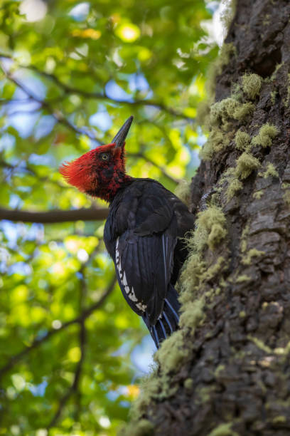 Woodpecker on tree