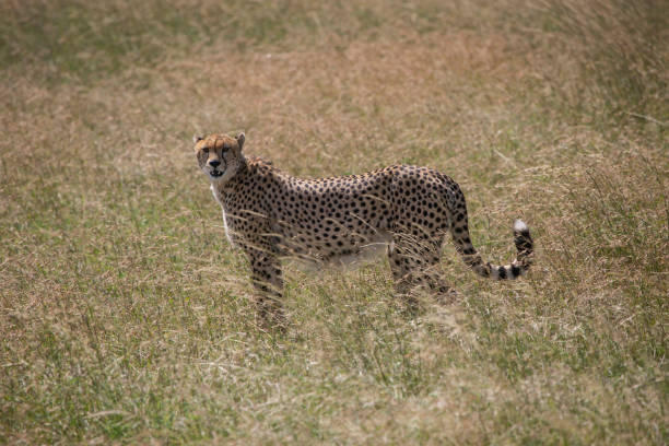 istock Mother Cheetah searching for the pray 1308247373