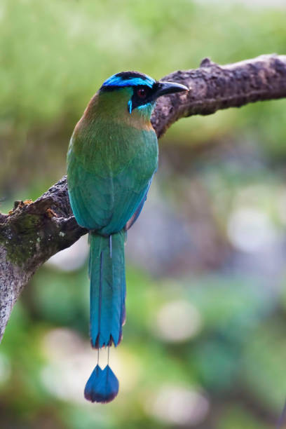 vertikal eines blau gekrönten oder amazonas motmot, momotus momota - sägeracke stock-fotos und bilder