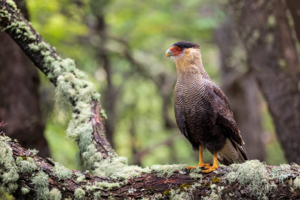 Chimago Caracara iving Organism, One Animal, The Natural World, Crested Caracara, Animal Wildlife crested caracara stock pictures, royalty-free photos & images